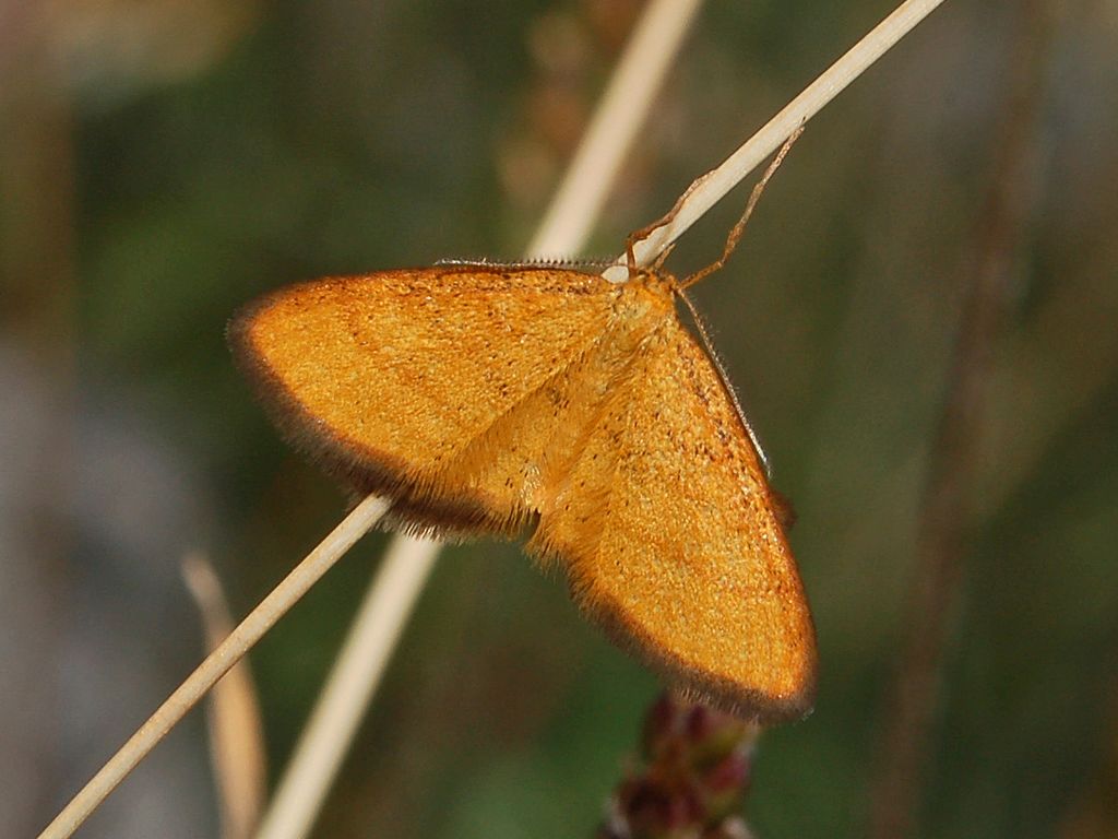 Idaea flaveolaria ?